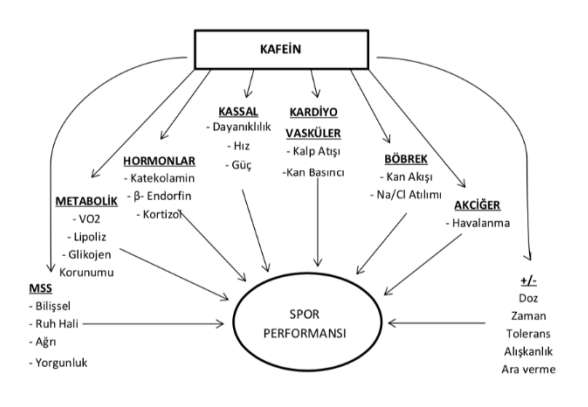 Kafein Nedir? İnceliyoruz 3 Kafein etki mekanizmalari