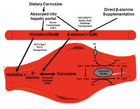 Beta Alanine Nedir? İnceliyoruz 2 Figur 1